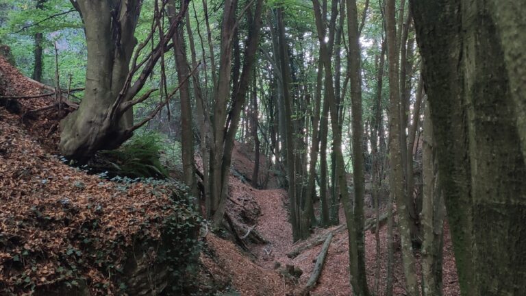 IMG 20221112 150550 cuadr 768x432