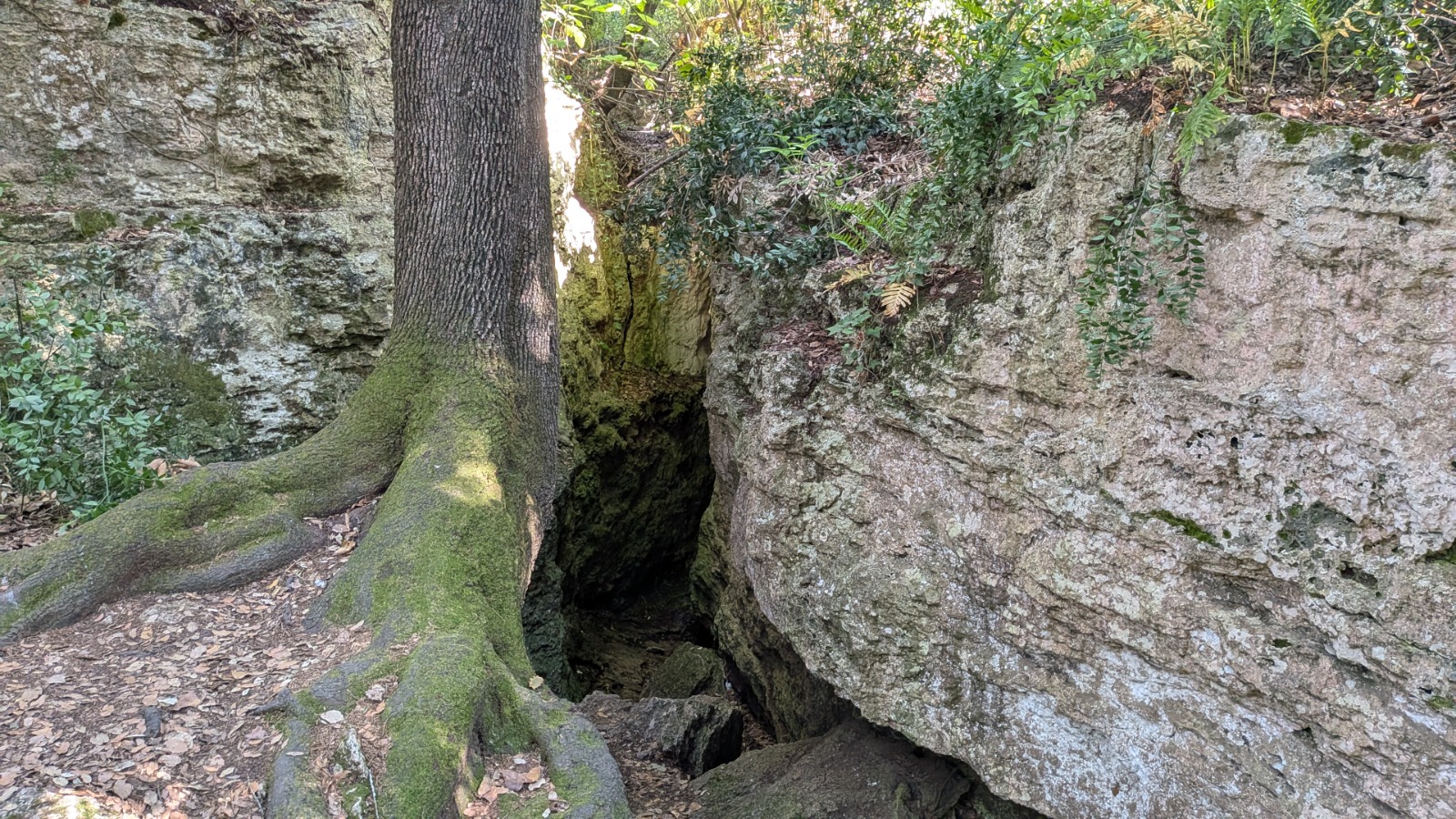 Bosc de Les Estunes Les escletxes porqueres banyoles 14