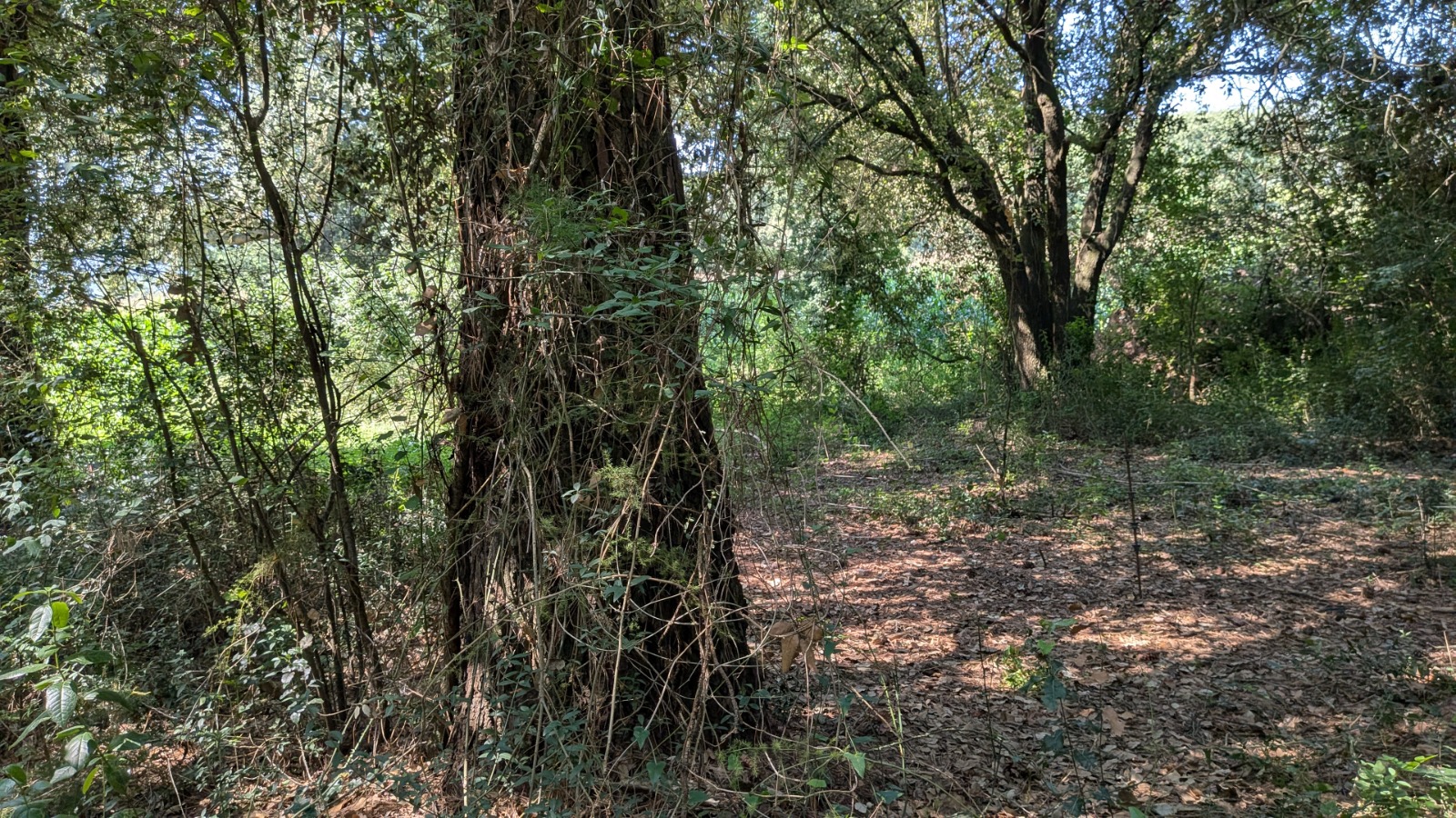 Bosc de Les Estunes Les escletxes porqueres banyoles 16