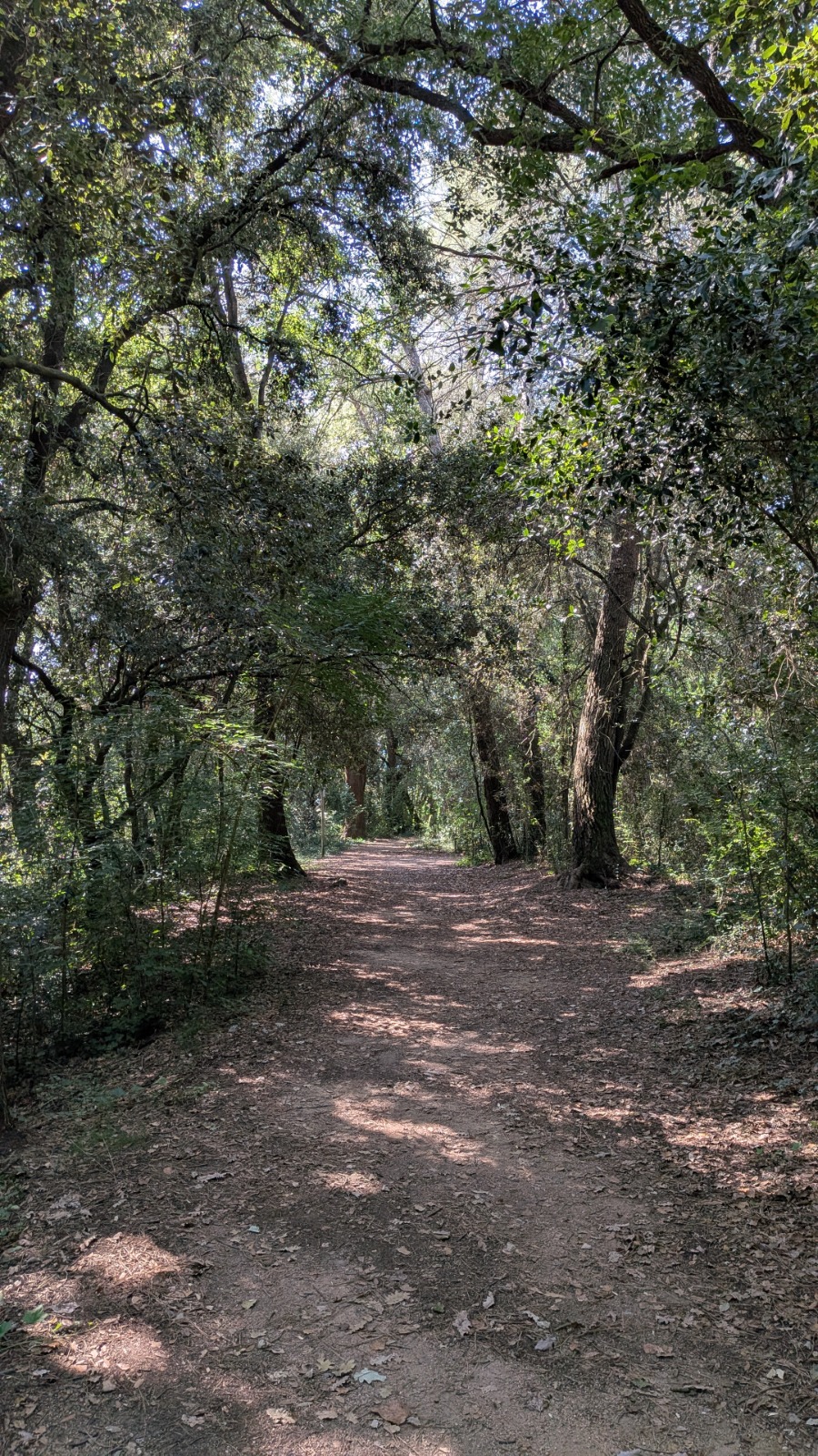 Bosc de Les Estunes Les escletxes porqueres banyoles 17