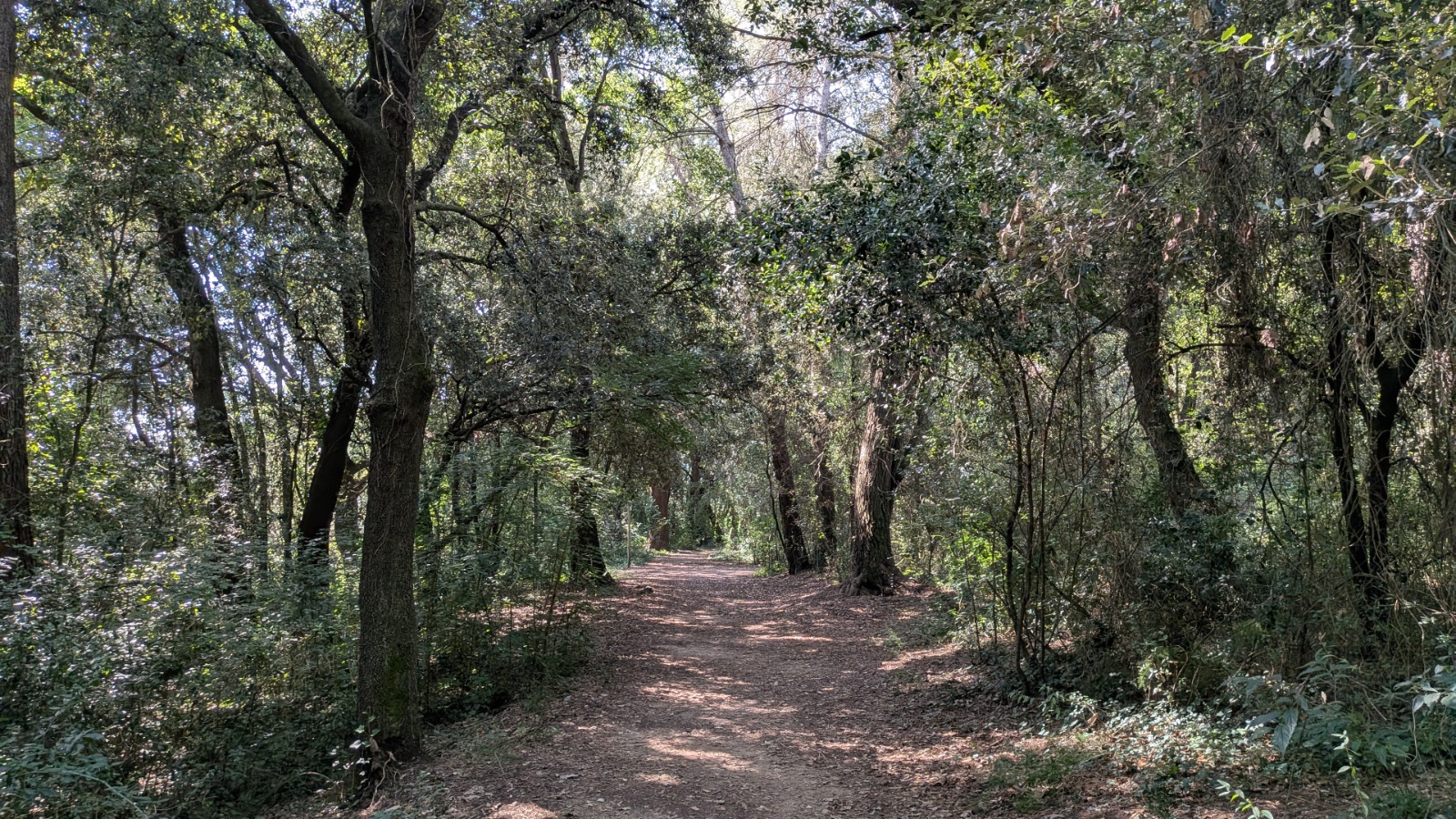 Bosc de Les Estunes Les escletxes porqueres banyoles 18