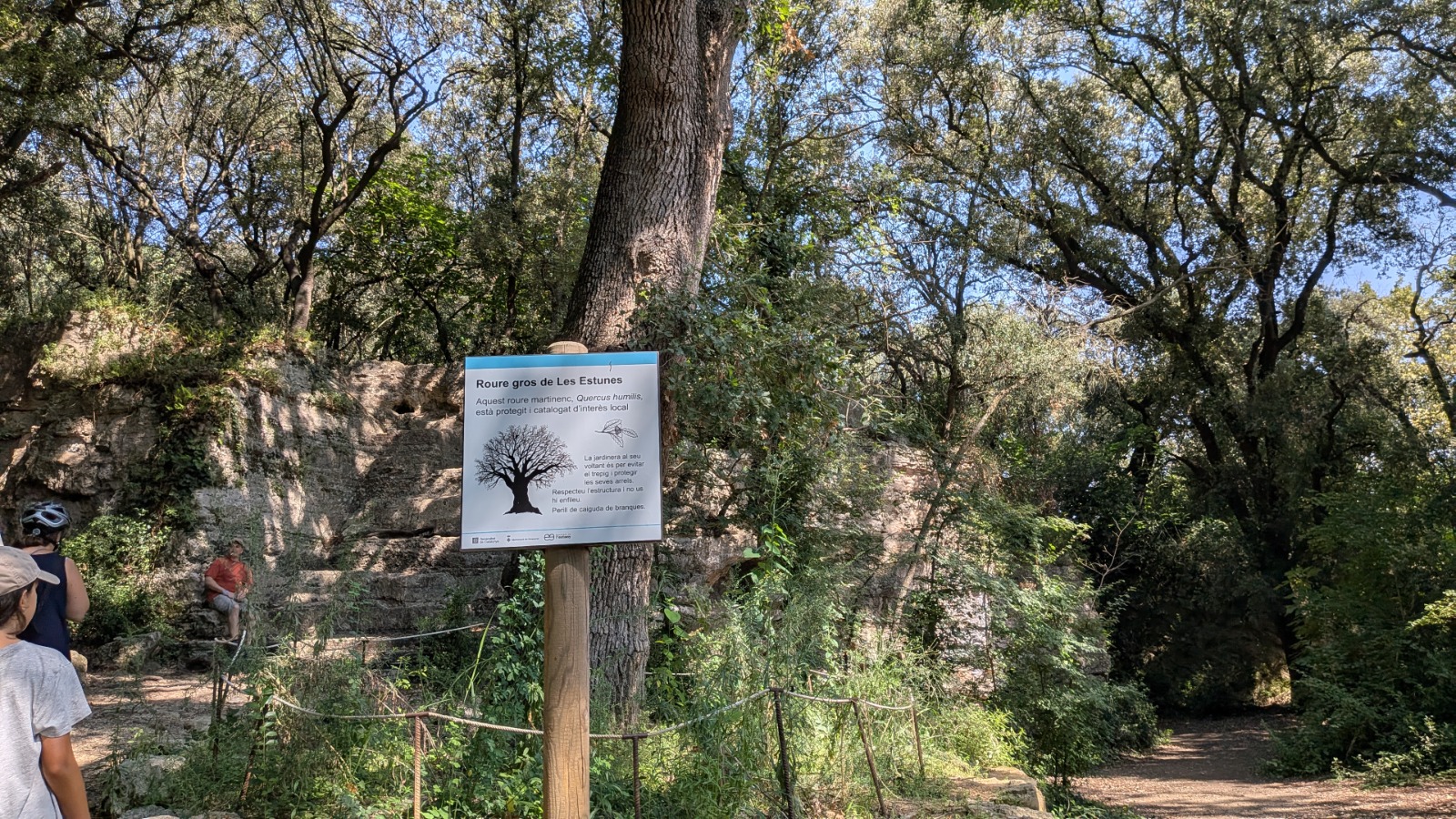 Bosc de Les Estunes Les escletxes porqueres banyoles 21