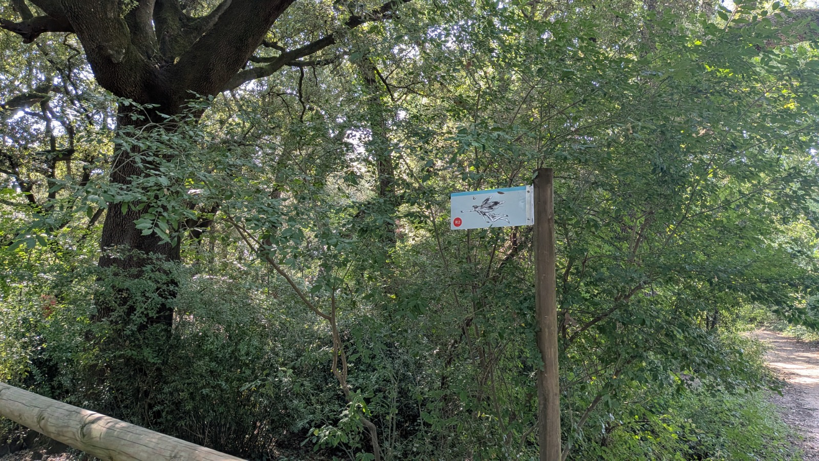 Bosc de Les Estunes Les escletxes porqueres banyoles 7