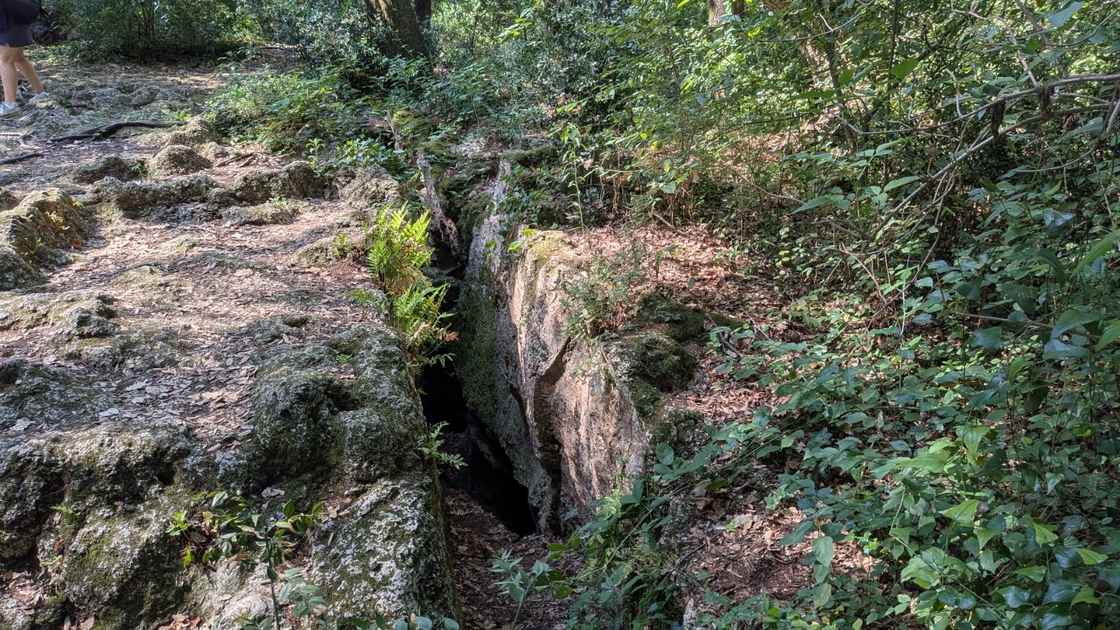 Bosc de Les Estunes Les escletxes porqueres banyoles 9