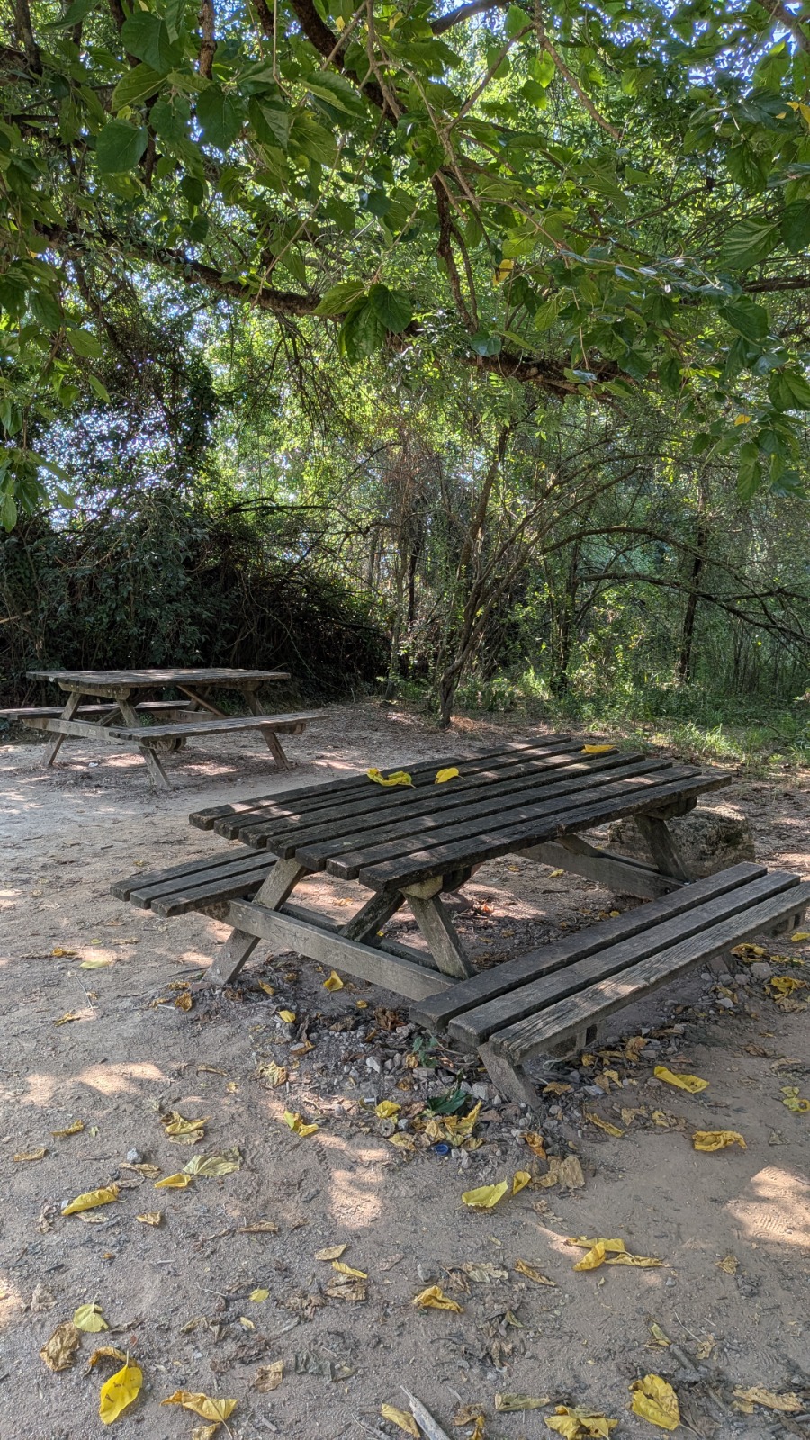 Bosc de Les Estunes Les escletxes porqueres banyoles